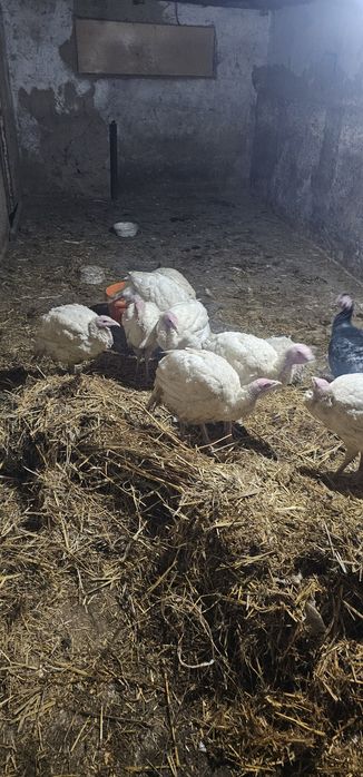 Big 6 kurkala sotiladi