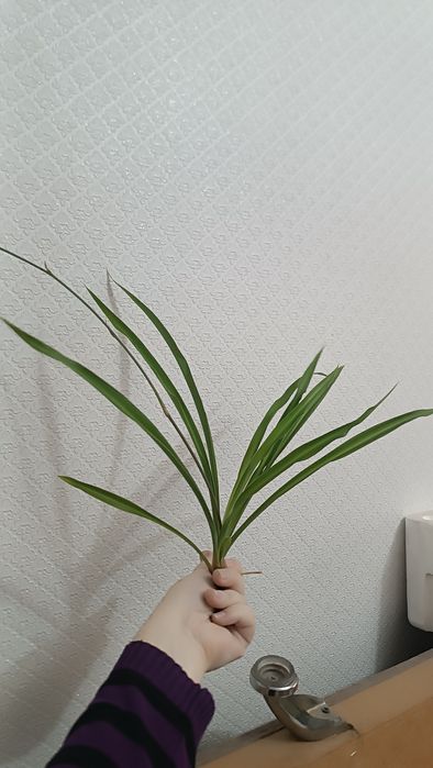 Хлорофитум (детки)