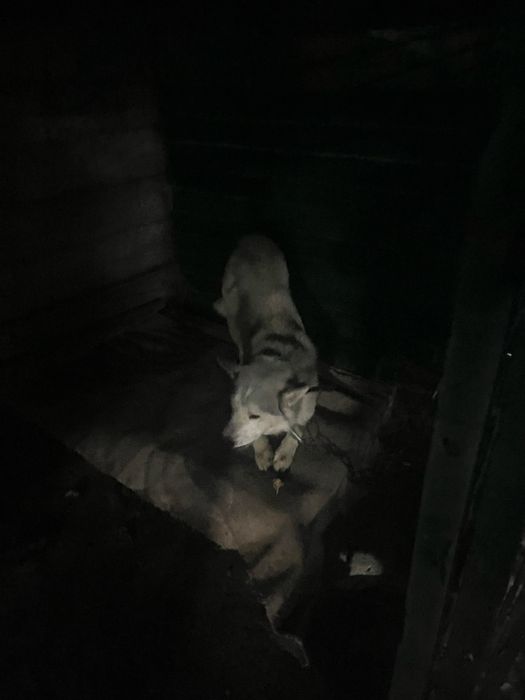 Собака продается