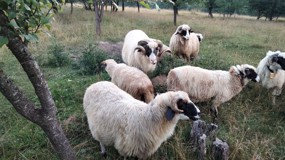 Animale oi breze