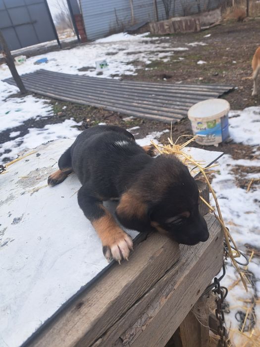Күшіктер беріледі, отдам щенков полуТазы