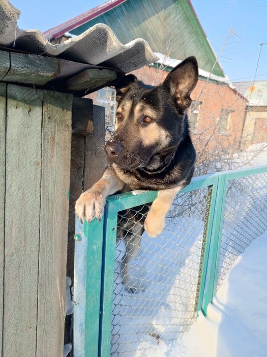 Кабель Европейская овчарка ищем. девочку для вязки