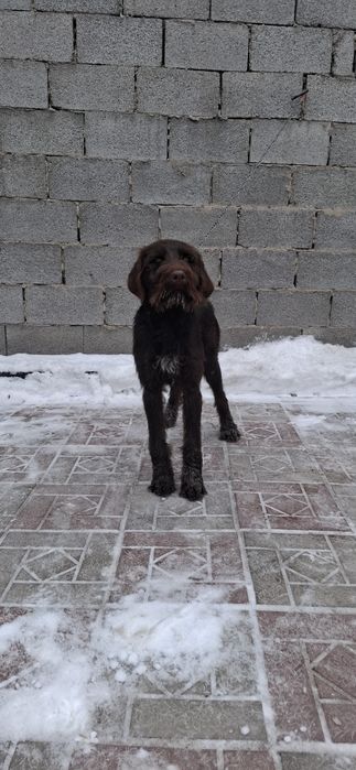 Продам щенка дратхаар