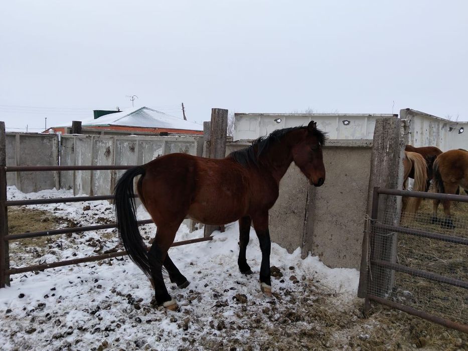 Жеребец 8 лет обученный