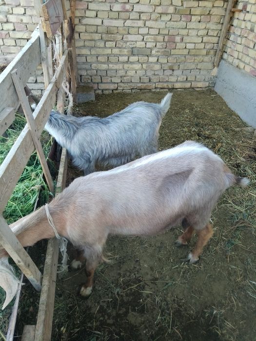 3 bosh echkilar sotiladi