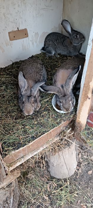 Продам кролик мальчики и девочки