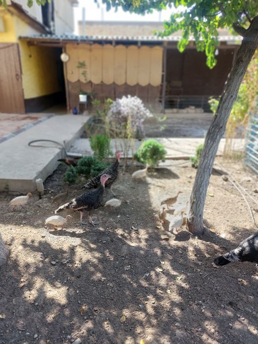 Продаётся  цесарки