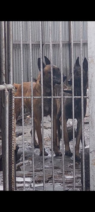 Бельгийская Овчарка малинуа