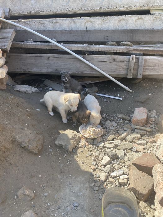 Отдам щенков в добрые руки