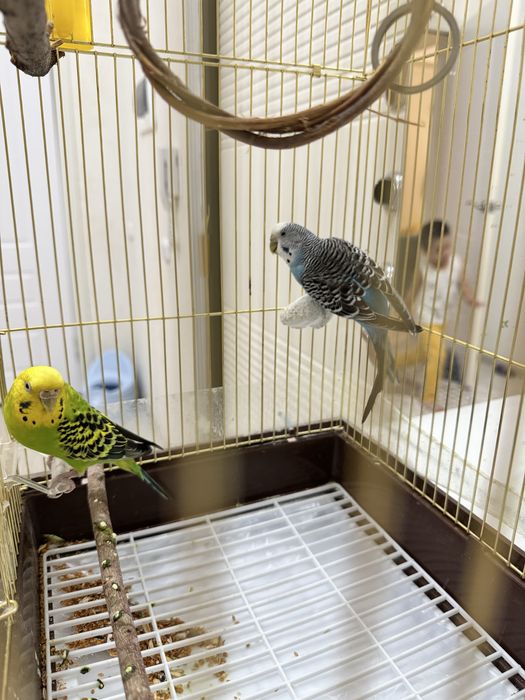 Попугаи 3 шт, 2 клетка. нурсат