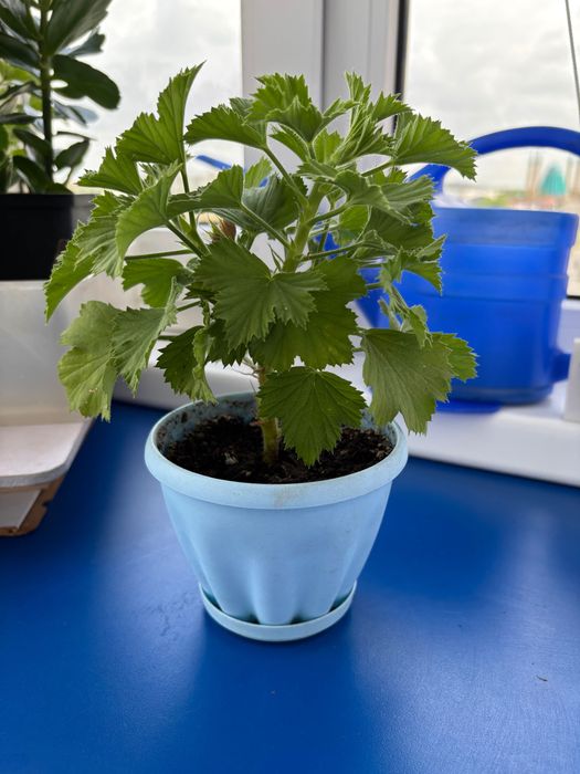 Продам растение герань (пеларгония)