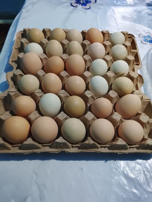 Продаются домашние яйца