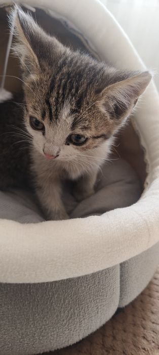 Отдам котят в хорошие руки