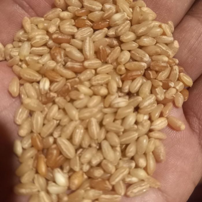 Халим буғдой сифатли. Xalim bug’doy