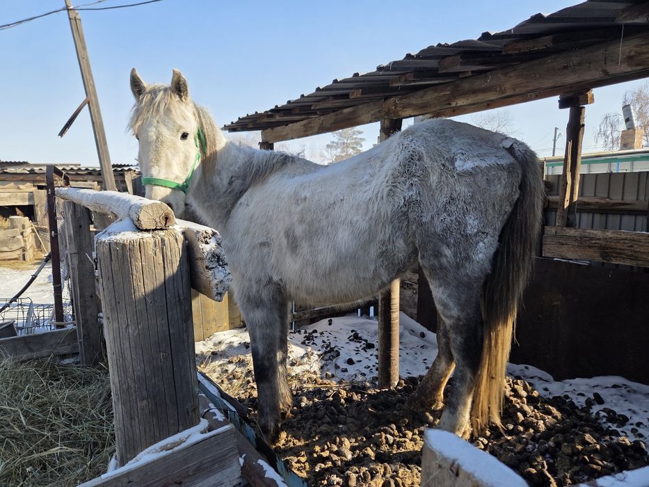 Продается жеребая кобыла