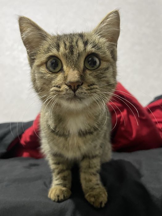 Отдам кису 6 месяцев