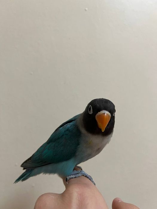 Ruchnoy nerazluchnik maska