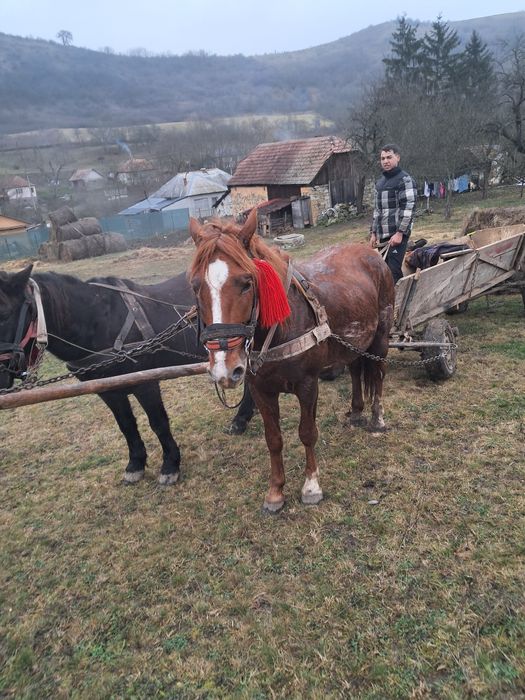 De vânzare armăsar