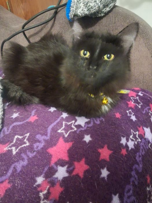 2 кошечки по 6 месяцев