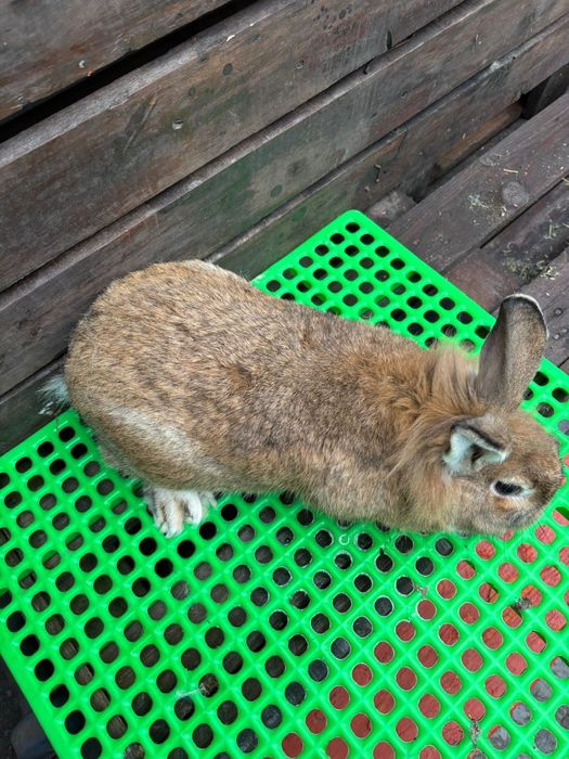 Mascul tânăr de reproducere