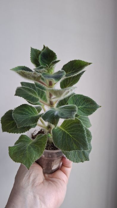 Укорененные черенки колерии