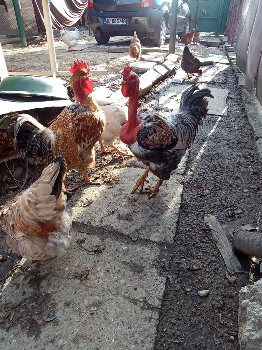 Cocos brahma de anul trecut SI un cocos golas tot de anul trecut