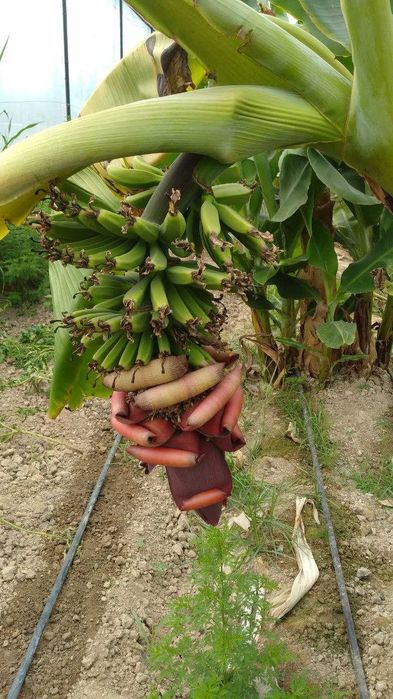 Саженцы банана Кавендиш, готовые к посадке
