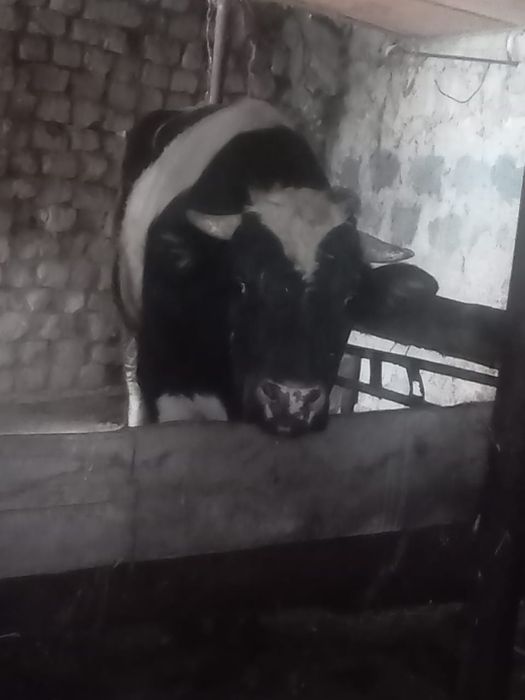 В продаже бык упитаный