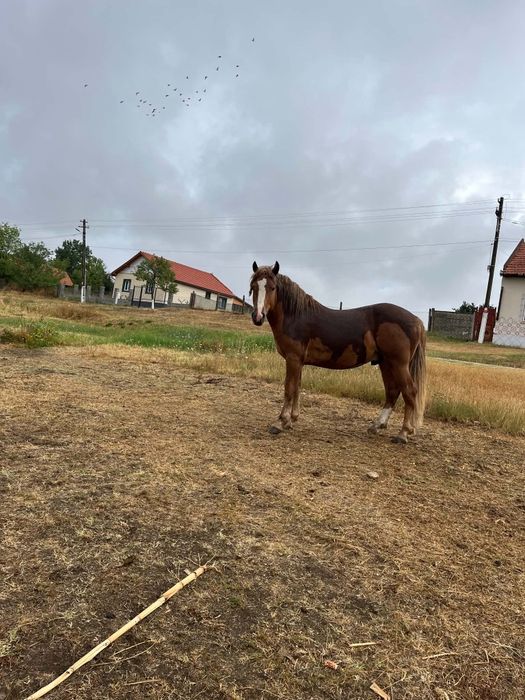 Vând mânz cuminte de un an și șase luni