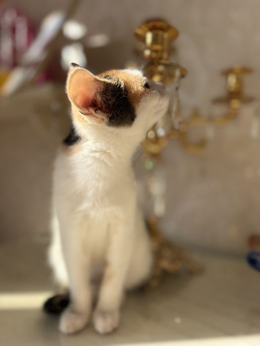 Ласковая, нежна кошечка Ася
