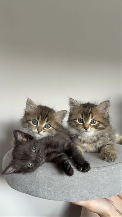 котятки ищут дом