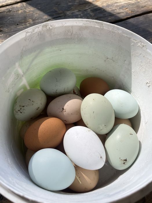 Инкубационные яйца разных пород