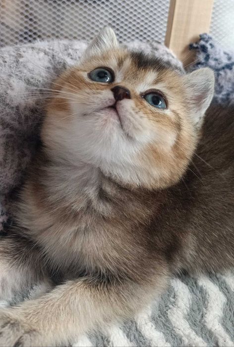 Подаются британские короткошёрстные котята