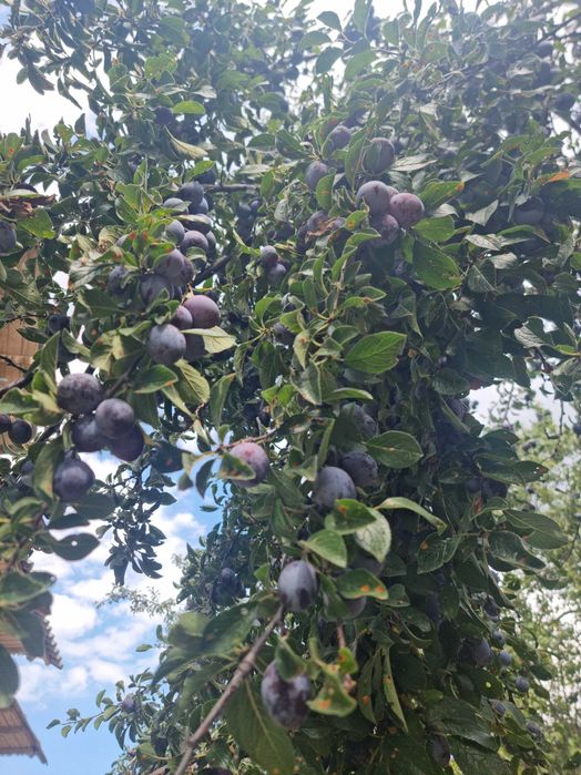 PRUNE NESTROPITE – 3 tone – Mosoaia, ARGEȘ