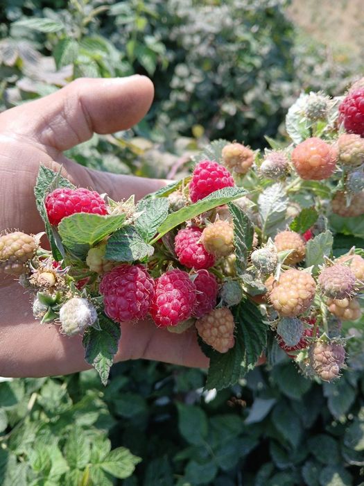 Малина кӯчатлар,Саженцы малины