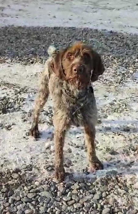 Разыскивается дратхаар