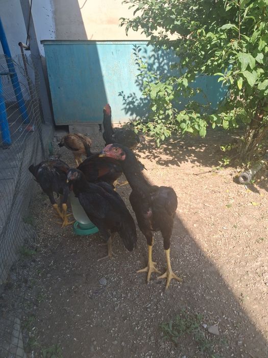 продам боитцовых цыплят