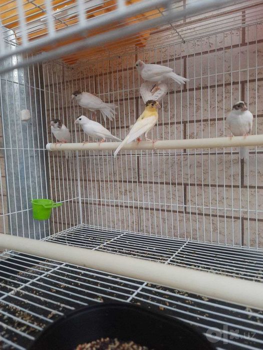 Канарейка Трайник сайрок кушлардан чиккан 2 ойлик жужалар сотилади