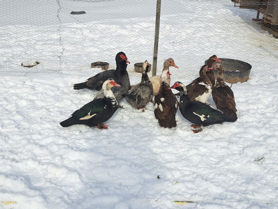 vând rațe leșești