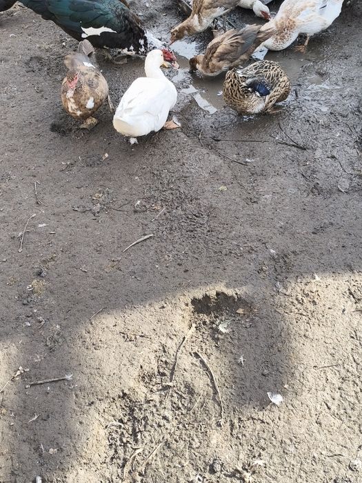 Продам уток шипуны и кряки