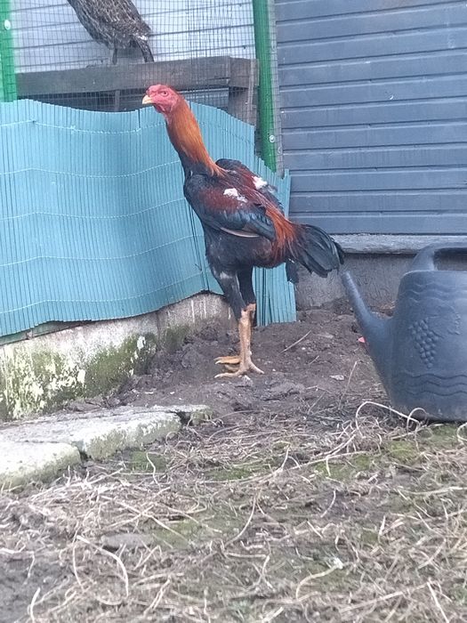 Cocoș combatant Malaezia