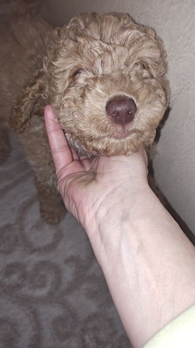 Мини пудел (той) момче