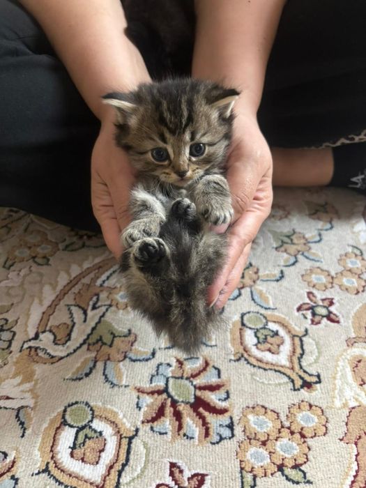 Отдам кошку в добрые руки