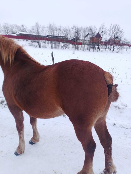 Vand sau schimb manza de 3 ani