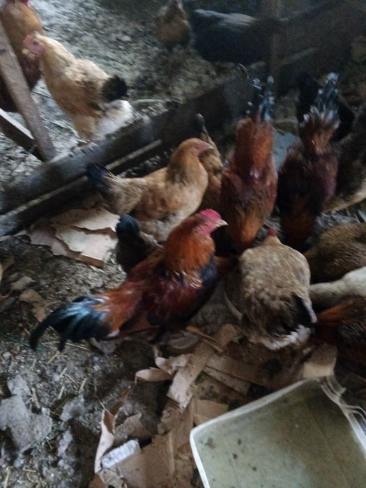 Продам куреи кученских