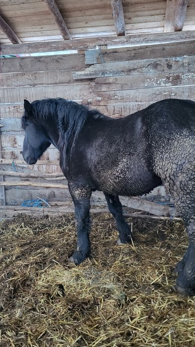 Vând mânz negru greu