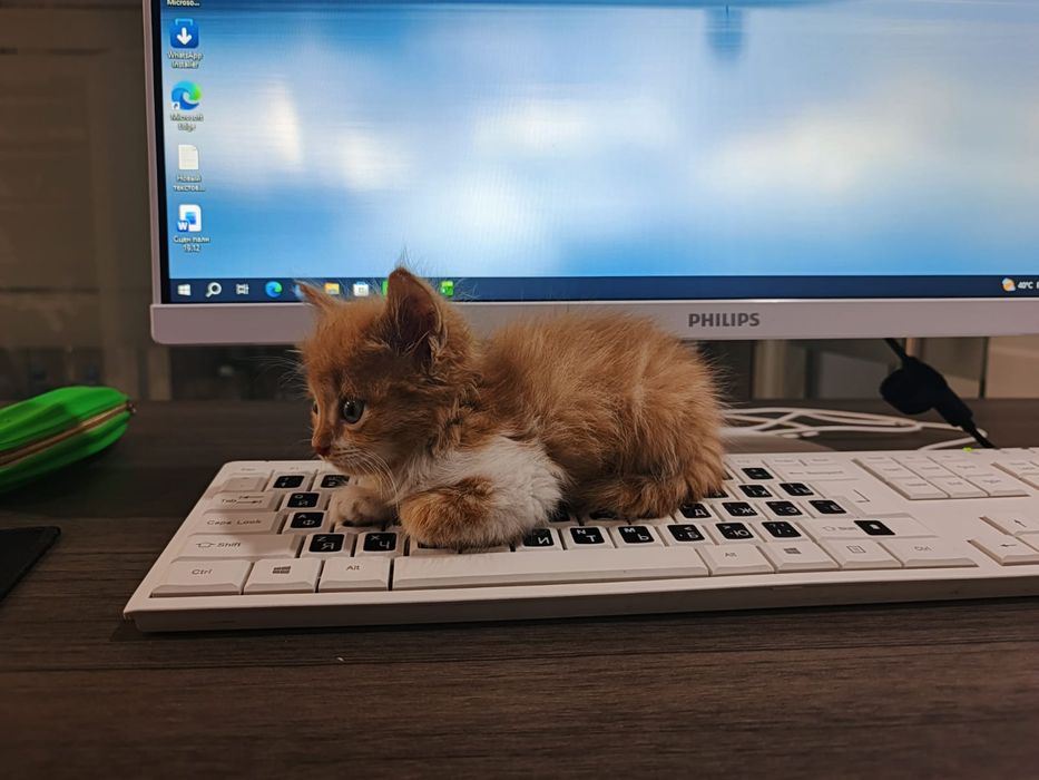 Котенок Рыженкий