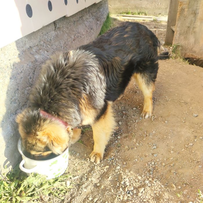 Отдам в добрые руки