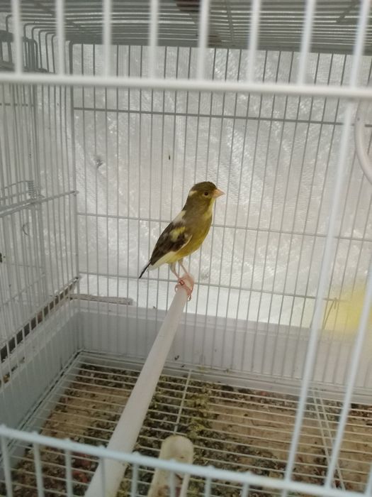 Испанский Ларгет.