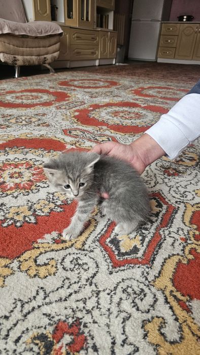 Бесплатно котята